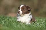 BORDER COLLIE 799